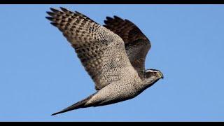 Wild GOSHAWK River HUNTING UK - Accipiter gentilis