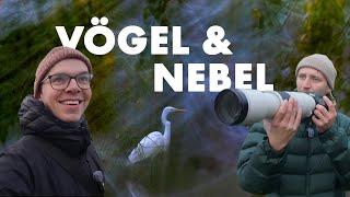 Vogelfotografie im Herbst | Kreativ bei Sonnenaufgang