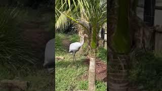 Animal funny ‼️‼️the best city's to visit in Auckland New Zealand ‼️zoo ‼️you so cute 