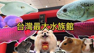 台灣最大貓狗寵物水族館 一日遊 「魚中魚 參訪」Taiwan Aquarium feat.占地千坪 寵物店 高雄 小秘書系列8