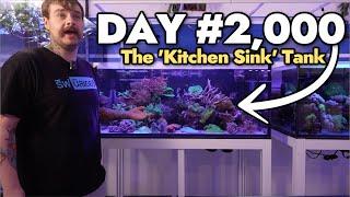 A Tour of the 5 Year Old "Kitchen Sink" Mixed Reef Tank