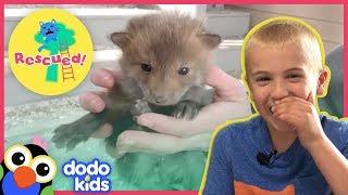 Little Baby Foxes Saved From Under Deck | Dodo Kids: Rescued!