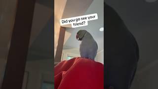 He’s such a chatterbox! #talkingbird #talkingparrot #cuteabnimals #funnyanimals #parrot #irn