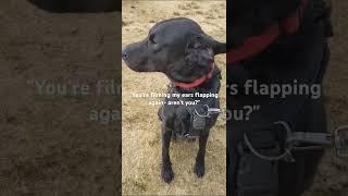 Dog flapometer says the wind is pretty fierce today. Labrador out on his walk. Filmmywalkies.