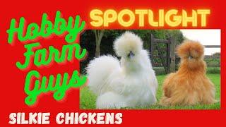 HFG Farm Animal Spotlight: Silkie Chickens