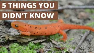 Things you didn't know about Eastern Newts