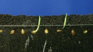 Time-lapse of growing wheat seeds 3 . Stock Footage