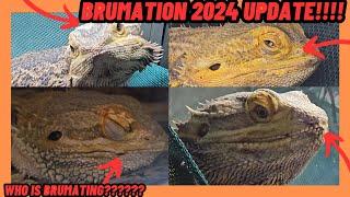 BEARDED DRAGON BRUMATION 2024 UPDATE AND OTHER LIZARDS!