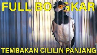 Jalak Suren Full Bongkar Isian Cililin Panjang Ampuh Buat Masteran Murai Batu #jalaksurengacor