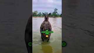 Martial Arts Instructor Saves Dog from Kangaroo Attack!  #HeroicRescue #KangarooFight #AnimalHero