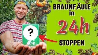 Braunfäule in 24 Stunden STOPPEN 