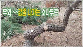 [자연] 희생지를 정리 했더니, 와우~ 값좀 나가는 소나무로 변신#구독과좋아요 #