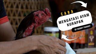 Cara mengobati ayam kurapan dengan herbal | obat alami jamur pada kulit ayam