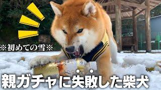 過去一噛まれた！初雪でテンション100%の柴犬が可愛い....【和風総分家】