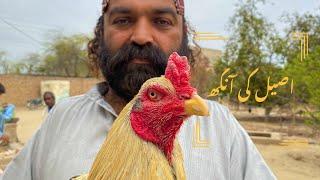Nayab Ankhon ki Pehchan // Aseel ki Ankhon Ki Pehchan