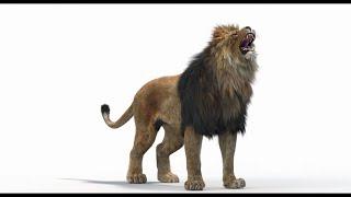 Lion Roar 3D Model CGI Animation | @PROmax3D