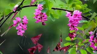 Black locust tree flowers (HD1080p)