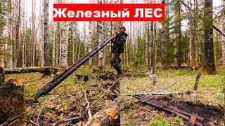 Это просто ЖЕЛЕЗНЫЙ ЛЕС! Нашел в лесу остатки железной дороги. #тайга #металокоп #металоискатель