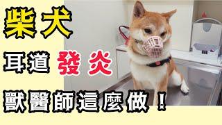 狗狗耳道發炎，獸醫教你簡單的治療方式！｜柴犬柚醬 醬拔頻道｜