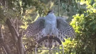 Northern Goshawk, hunting crows and gull,