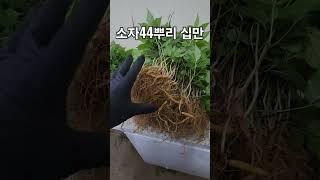 산양산삼 가격