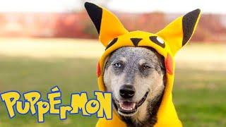 Kronos the Cattle Dog Goes on a Pokémon Adventure