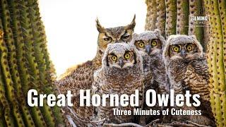 Baby Owlets In A Cactus Nest | Great Horned Owls