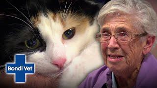 Poor Cat Jumps Off Balcony Leaving Owner In Tears  | Bondi Vet