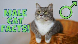 12 Surprising Facts About Male Cats (#9 is Disturbing)