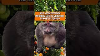 Вы знаете, кому репостнуть  #дача #огород