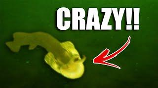 Most INSANE STRIKE EVER!! (Underwater Footage!)