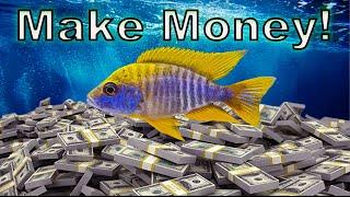 How to Make Money in Fish-Keeping Without Breeding Fish!