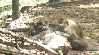 Active Baby Monkey Is Running Around While The Other Are Relaxing