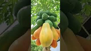 RED LADY PAPAYA #shorts #viral #satisfying #asmrsounds #papayalive