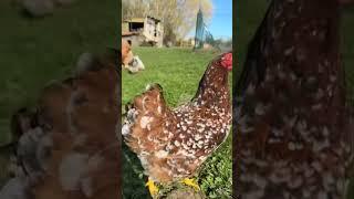 Les brahmas et les pékins sont toujours disponibles à l’élevage de maxking. Contact 07 86 41 42 46