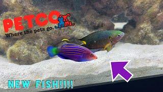 BUYING New REEF FISH from PETCO!! (IS IT WORTH IT?)