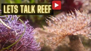 Talking Shop: Macroalgae, Lagoon Decisions, and more!