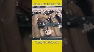 Chia sẻ kinh nghiệm nuôi lươn