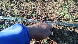 HOW TO PLANT ONIONS IN DRIPLINE IRRIGATION METHOD @keffarmeragribusinesshub3891