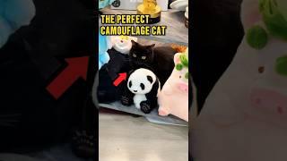 Why Black Cats Are the Best for Hiding ️