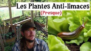 Les plantes qui résistent aux limaces, aux escargots et plus encore ...