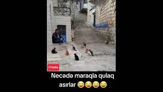 #shortvideo #amazing #keşfet #komedi #prikol #enjoy #cat #animals Pişiklər/Cats