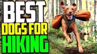 BEST Dogs For Hiking