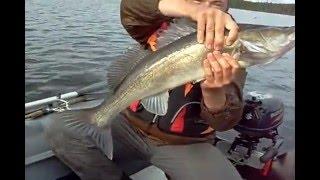 Ловля судака. Крупный судак. Уловистая снасть. Zander. Large pike. Catchability tackle.