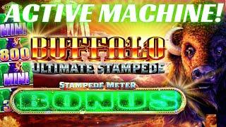 We found an ACTIVE BUFFALO ULTIMATE STAMPEDE slot machine!