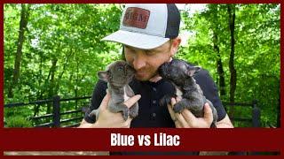 What is the Difference Between a Lilac and a Blue French Bulldog?