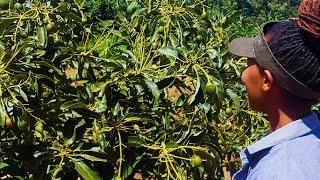 Hass Avocado farming tips in HOT climate;Watering, Mulching etc at One year eight months
