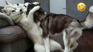 FUNNIEST Huskies | Normal dogs vs Huskies | 10 Minutes Best Videos