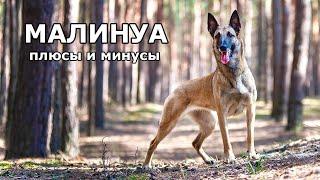 Бельгийская овчарка МАЛИНУА. Плюсы и минусы породы Belgian Shepherd Malinois