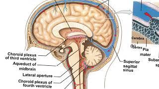 Advanced A&P Brain/Cranial Nerves Video 1